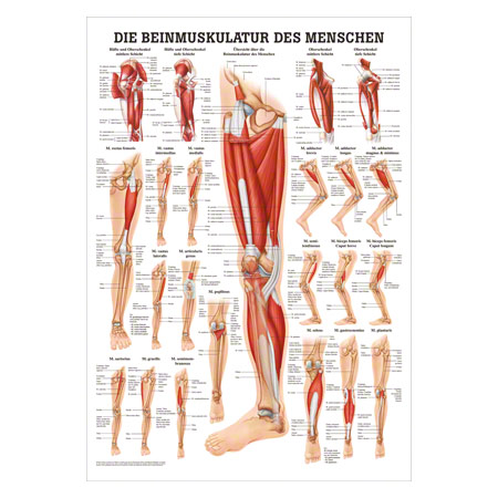 Mini-Poster Die Beinmuskulatur, LxB 34x24 cm