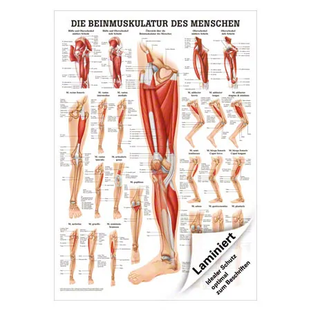 Mini-Poster Die Beinmuskulatur, LxB 34x24 cm