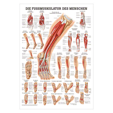Mini-Poster Die Fumuskulatur, LxB 34x24 cm