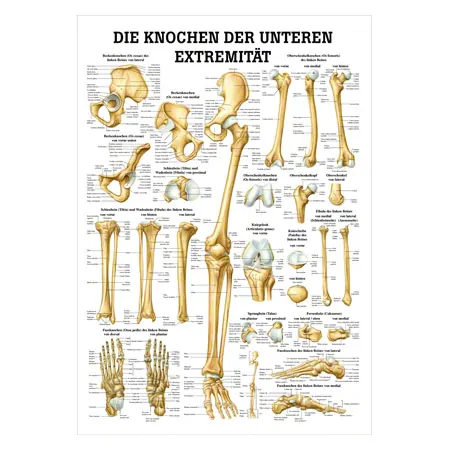 Mini-Poster Die Knochen der unteren Extremitt, LxB 34x24 cm