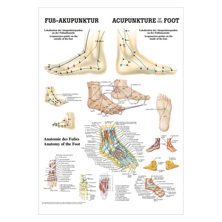 Mini-Poster Fu-Akupunktur, LxB 34x24 cm