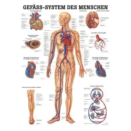Mini-Poster Gefäßsystem, LxB 34x24 cm