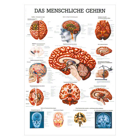 Mini-Poster Gehirn, LxB 34x24 cm