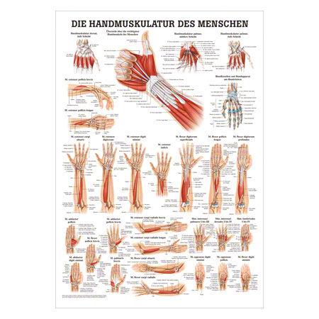 Mini-Poster Handmuskulatur, LxB 34x24 cm