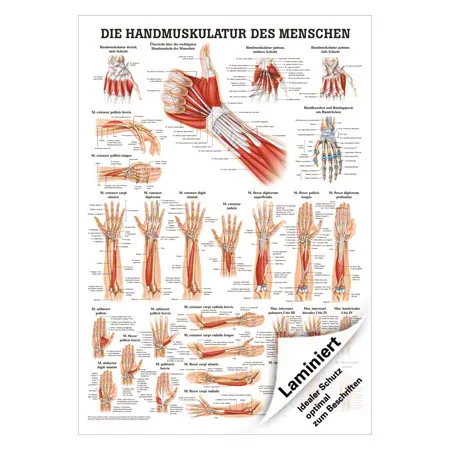 Mini-Poster Handmuskulatur, LxB 34x24 cm