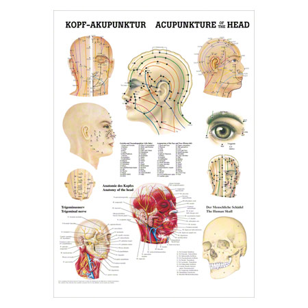Mini-Poster Kopf-Akupunktur, LxB 34x24 cm