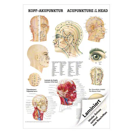 Mini-Poster Kopf-Akupunktur, LxB 34x24 cm