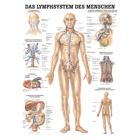 Mini-Poster Lymphsystem, LxB 34x24 cm