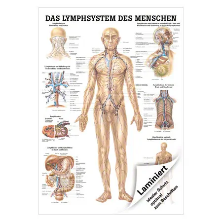 Mini-Poster Lymphsystem, LxB 34x24 cm