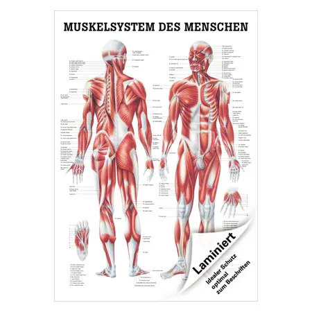 Mini-Poster Menschliches Muskelsystem, LxB 34x24 cm