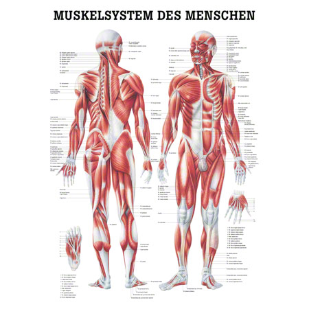 Mini-Poster Muskelsystem, LxB 34x24 cm