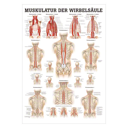 Mini-Poster Muskulatur der Wirbelsule, LxB 34x24 cm