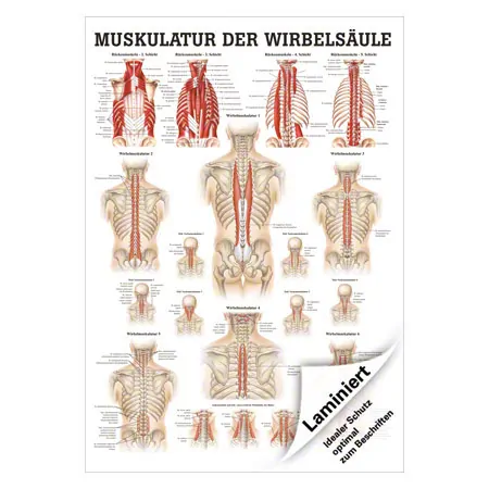 Mini-Poster Muskulatur der Wirbelsule, LxB 34x24 cm