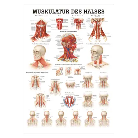 Mini-Poster Muskulatur des Halses, LxB 34x24 cm