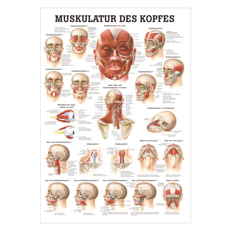 Mini-Poster Muskulatur des Kopfes, LxB 34x24 cm