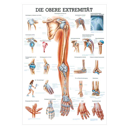 Mini-Poster Obere Extremität, LxB 34x24 cm