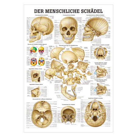 Mini-Poster Schädel und Schädelknochen, LxB 34x24 cm