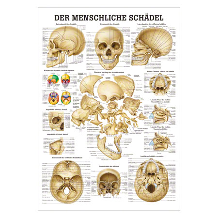 Mini-Poster Schdel und Schdelknochen, LxB 34x24 cm