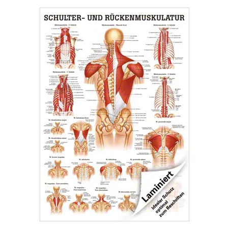 Mini-Poster Schulter- u. Rckenmuskulatur, LxB 34x24 cm