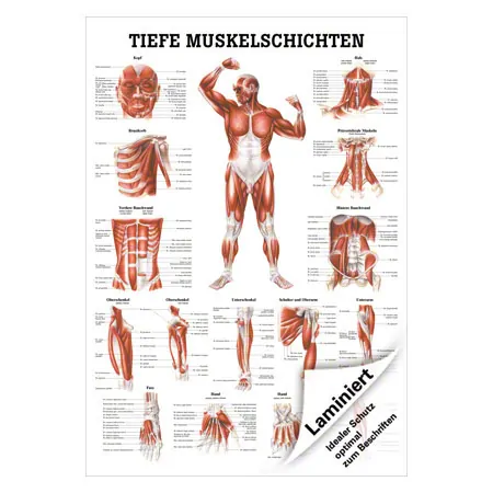 Mini-Poster Tiefe Muskelschichten-Brust, LxB 34x24 cm