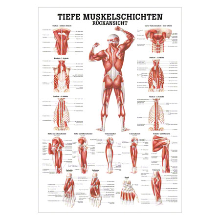 Mini-Poster Tiefe Muskelschichten-Rücken, LxB 34x24 cm