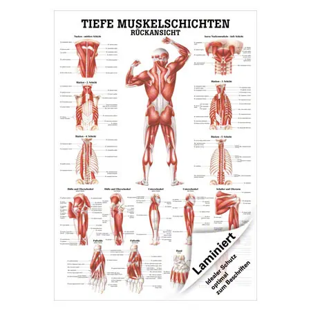 Mini-Poster Tiefe Muskelschichten-Rcken, LxB 34x24 cm