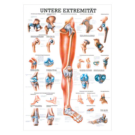 Mini-Poster Untere Extremität, LxB 34x24 cm