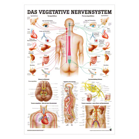 Mini-Poster Vegetatives Nervensystem, LxB 34x24 cm