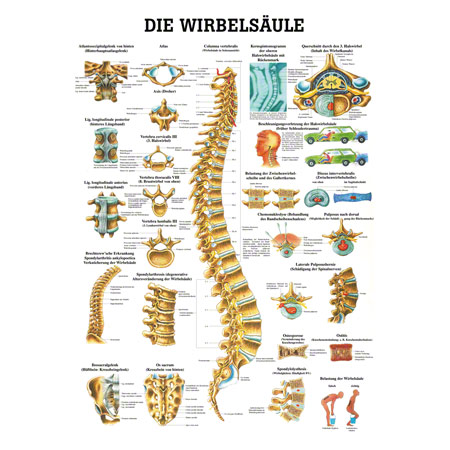 Mini-Poster Wirbelsule, LxB 34x24 cm