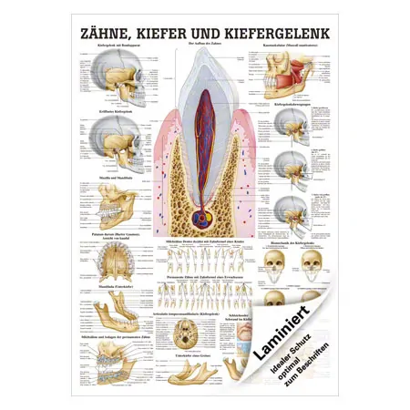 Mini-Poster Zhne und Kiefergelenk, LxB 34x24 cm