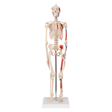 Mini-Skelett mit Muskelbemalung inkl. Stativ, 65 cm