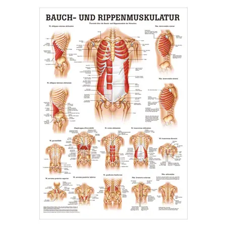 Poster Bauch- u. Rippenmuskulatur, LxB 70x50 cm