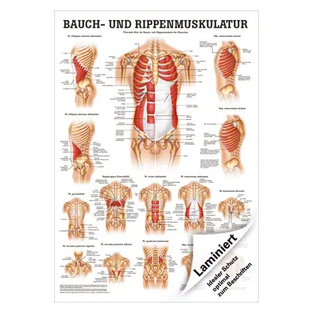 Poster Bauch- u. Rippenmuskulatur, LxB 70x50 cm