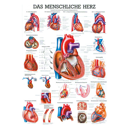 Poster Das Herz, LxB 70x50 cm