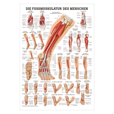 Poster Die Fußmuskulatur, LxB 70x50 cm