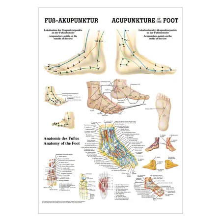 Poster Fuß-Akupunktur, LxB 70x50 cm
