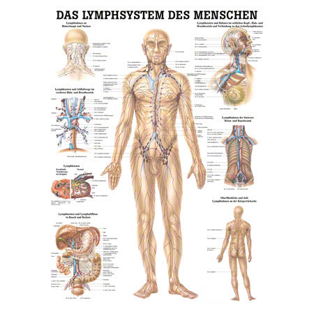 Poster Lymphsystem, LxB 70x50 cm