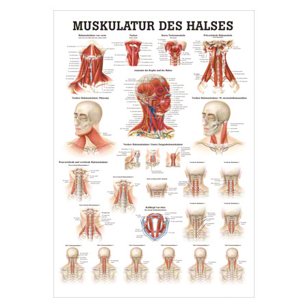 Poster Muskulatur des Halses, LxB 70x50 cm