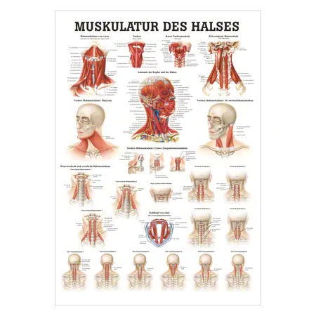 Poster Muskulatur des Halses, LxB 70x50 cm