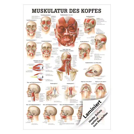 Poster Muskulatur des Kopfes, LxB 70x50 cm