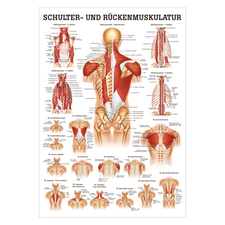 Poster Schulter- u. Rückenmuskulatur, LxB 70x50 cm
