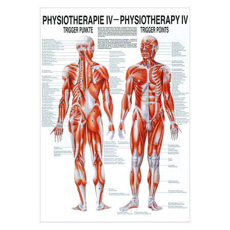 Rüdiger Hautinnervation Poster Anatomie 70x50 Cm M Produktbild-Vorschau 3