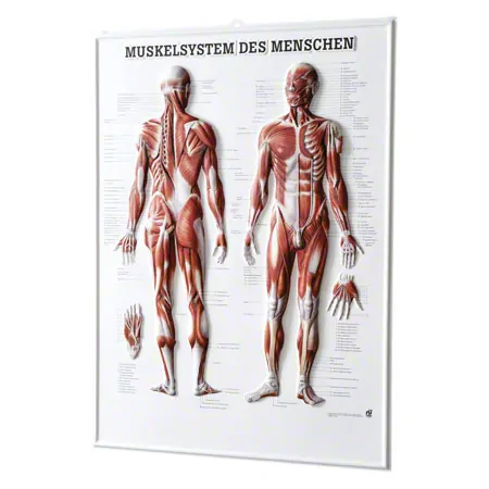 Relieftafel Muskelsystem des Menschen, LxB 74x54 cm
