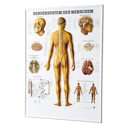 Relieftafel Nervensystem des Menschen, LxB 74x54 cm