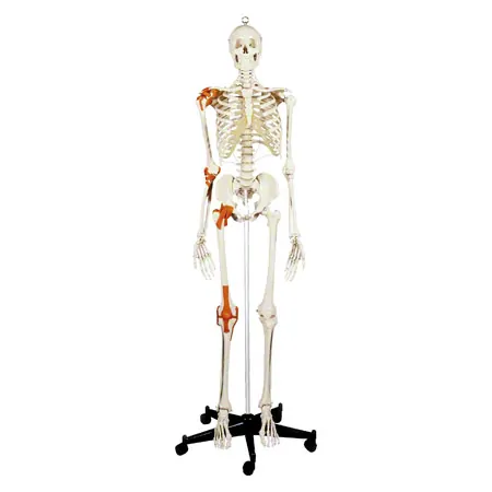 Skelett Super mit Gelenkbndern inkl. Stativ, 180 cm