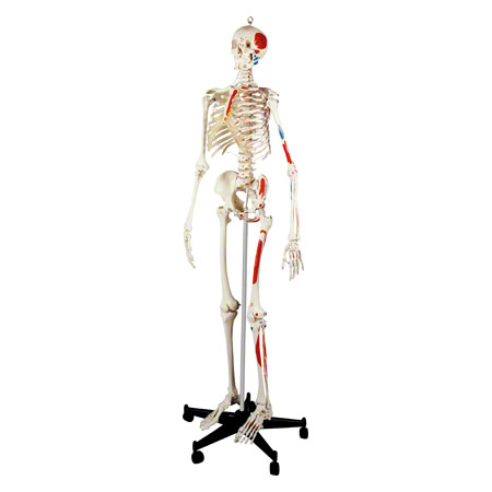 Skelett mit Muskeldarstellung inkl. Stativ, 180 cm